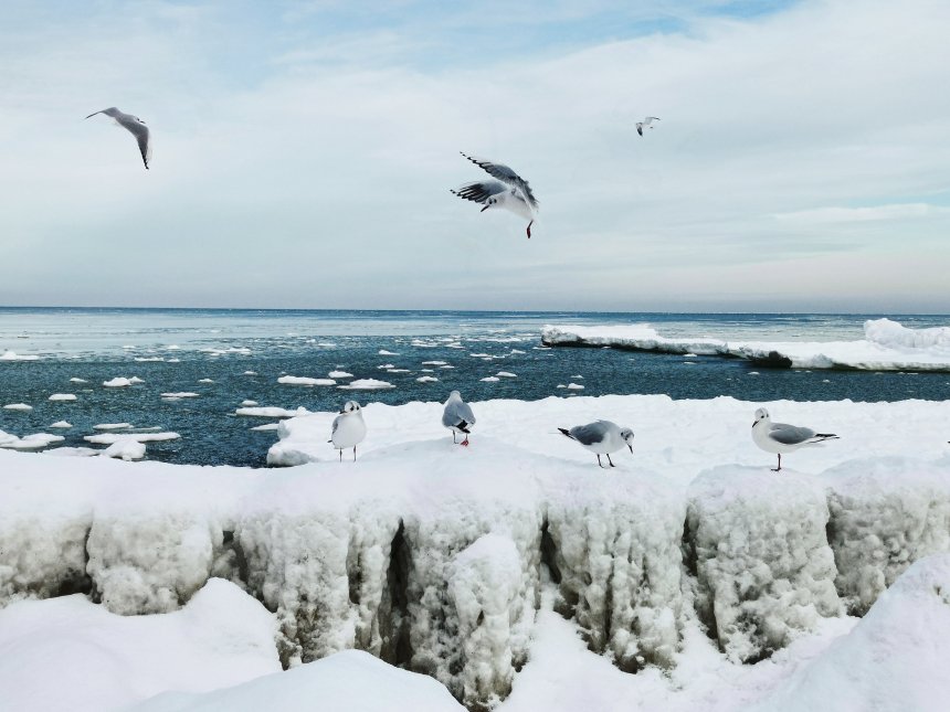 Собрание на Балтике - Малюгина Ольга