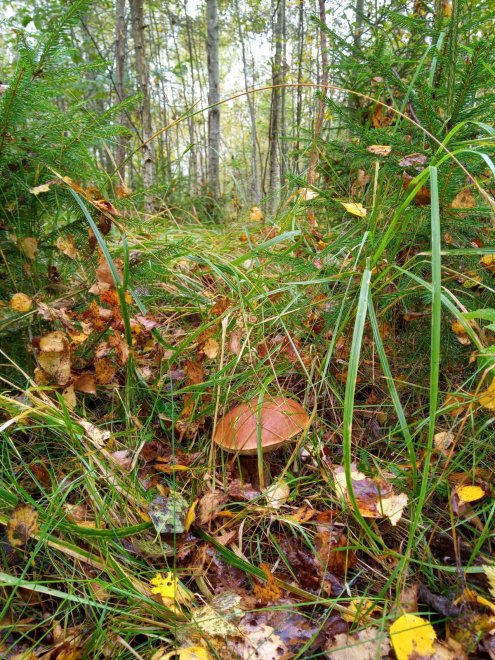 Подосиновик в осеннем лесу - Анна