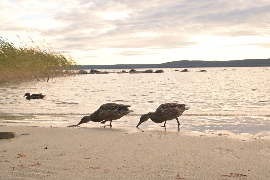 Сквозь закаты в волшебную Карелию - Эмиль (1/5)