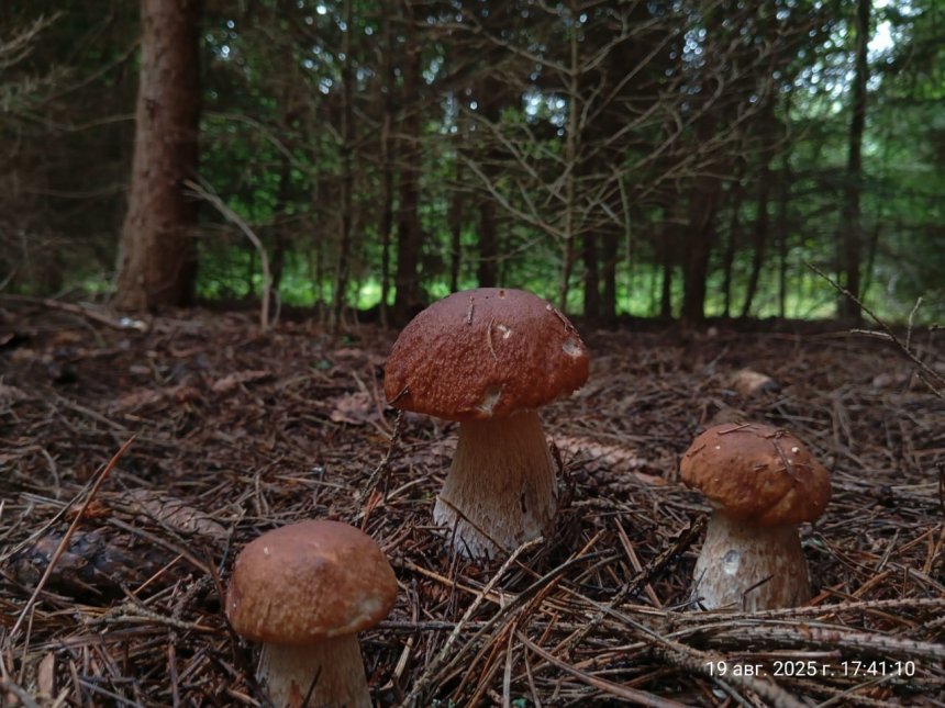 Грибная семейка -  