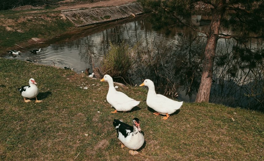 На берегу пруда - Надежда Меньшикова