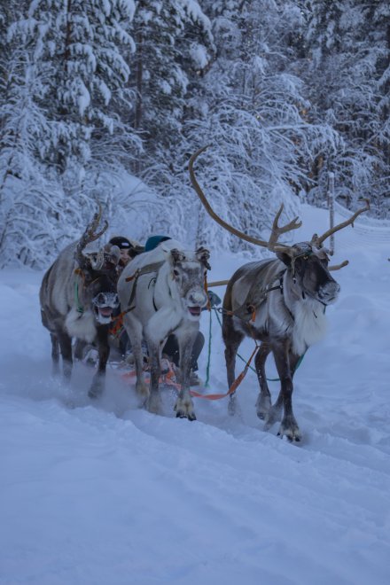 Гон на рогах / Rush on the horns -  