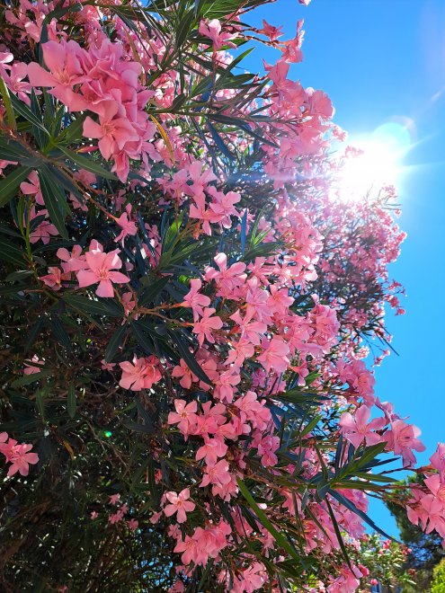 Прекрасный и опасный — олеандр -  