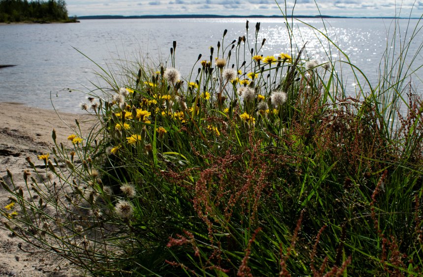 Последнее дыхание лета - Щученко Любовь Леонидовна