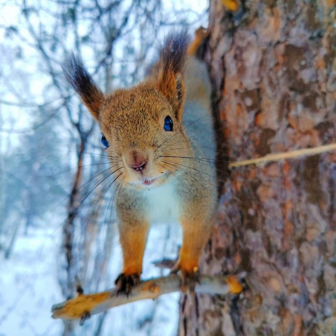 Неожиданный гость - Илона