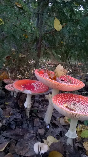 Лесная красота! -  