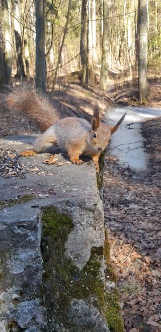 Рыжая красавица - Александр