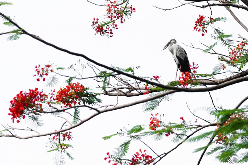 Аист на огненном дереве -  