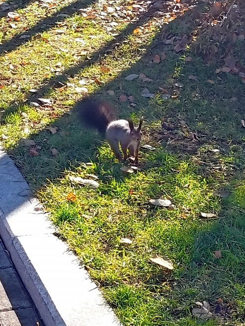 Озорная белочка, которая живет в парке -  
