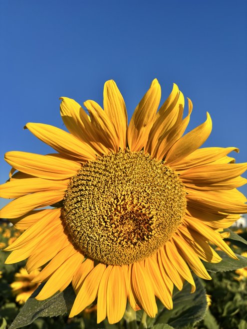 Поездка по России (Самара-Казань-Нижний Новгород-Чебоксары) - Марина (1/8)