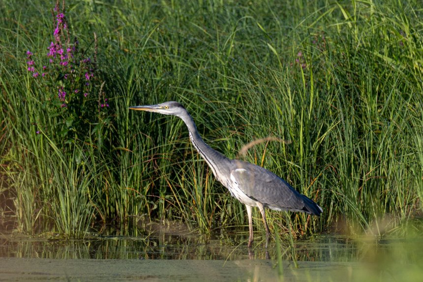 Ловись лягушка большая да маленькая... - Людмила
