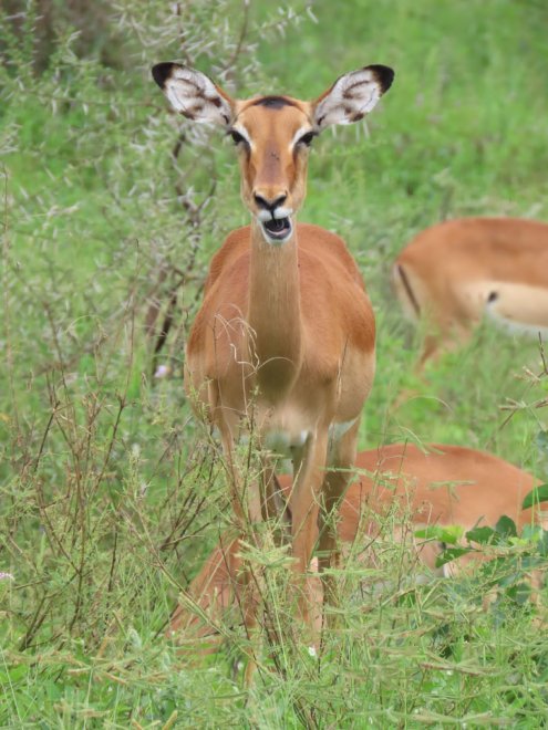 Удивление - Александр Уваров