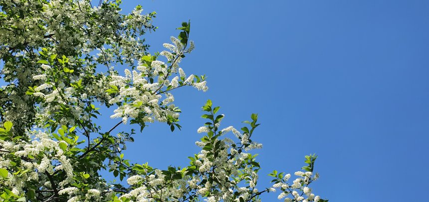 Цветение многолетней черёмухи / Blooming of a long-lived bird cherry tree - Виктория