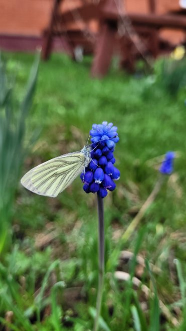 Такая нежная любовь - Роза