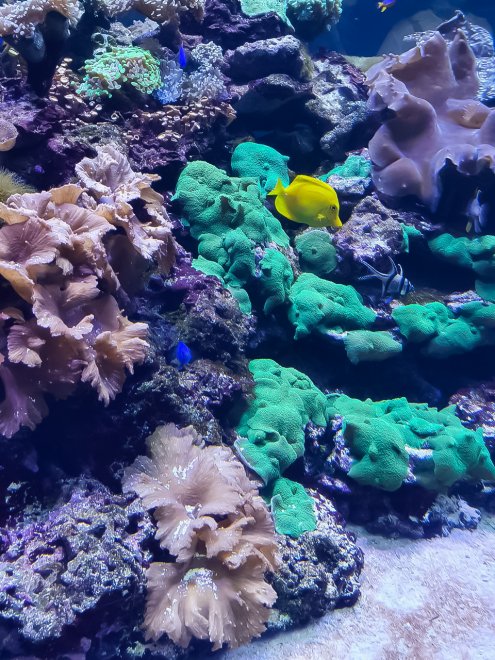 Подводный мир - Анна