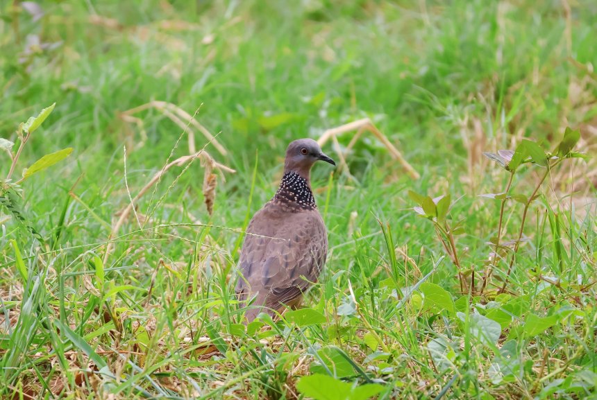 Пятнистая горлица -  