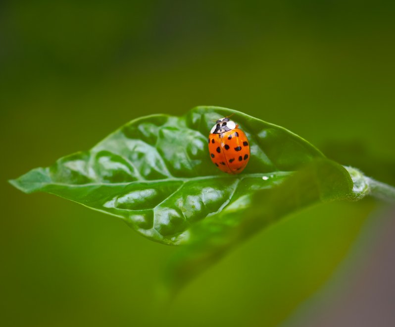Красная на зелёном. - Наталья