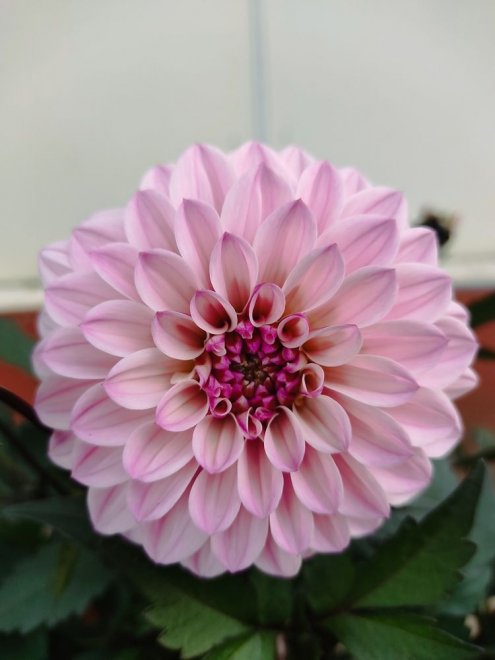 Идеальный георгин - Кирилл