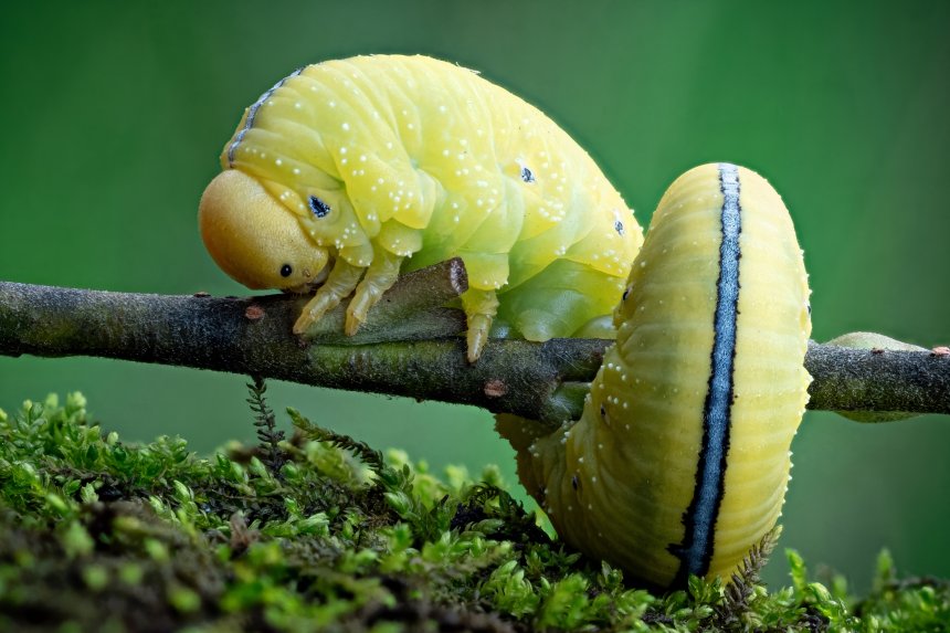 Очаровашка -  