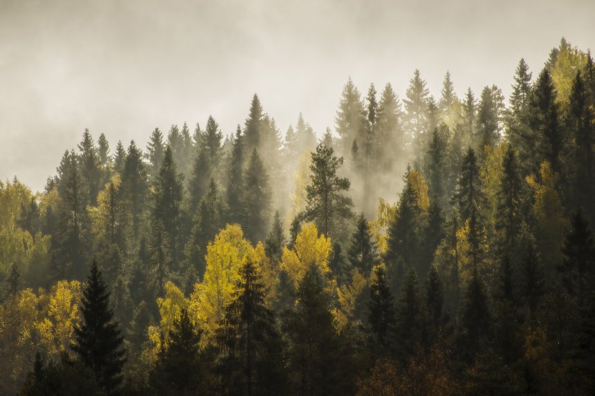 Лес в дыхании утра - Александр Державин
