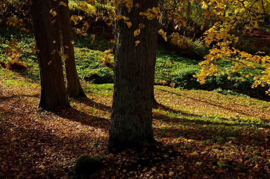 Усадьба на берегу Плюссы - Виктория Новикова (1/6)