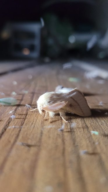 Чудо бабочка - Екатерина Жердева