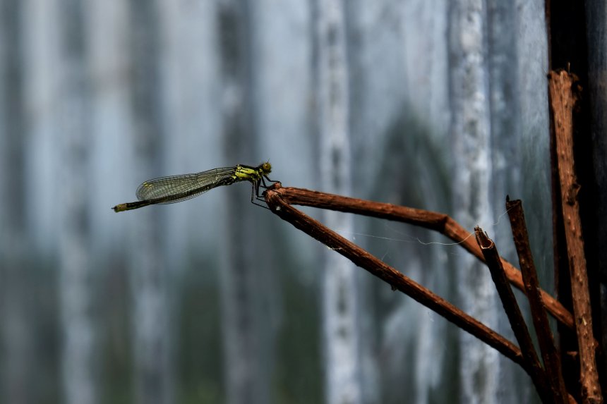 Мгновение покоя на ветке - Георгий