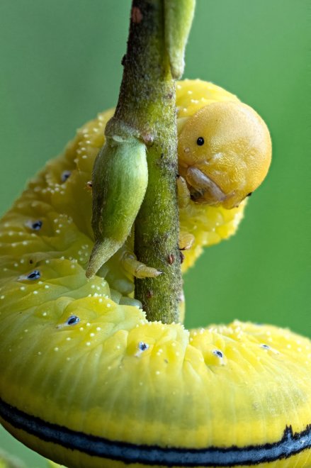 Чудесная модель. -  