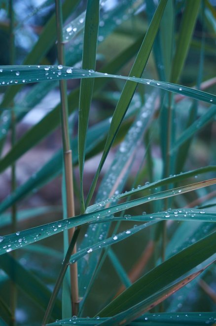 После дождя -  