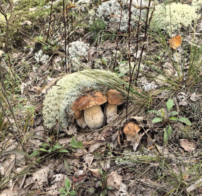 Три сыночка и лапочка дочка -  