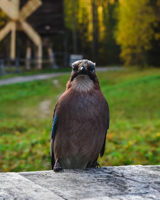 Дикая птичка - Кристина
