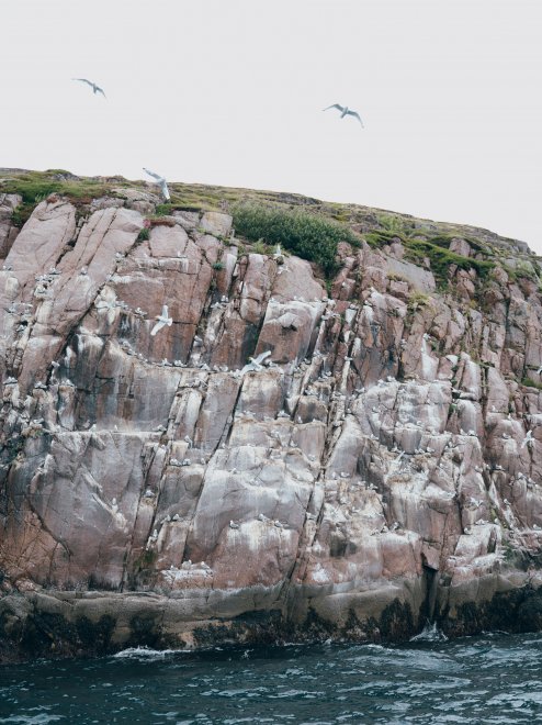 Чайки - Анастасия