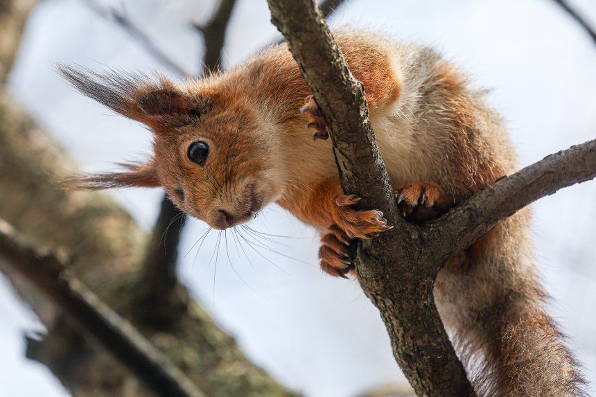 Белка на дереве - Сергей