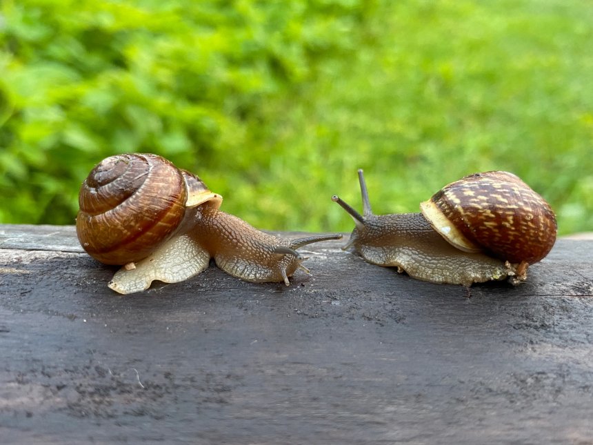 Улитки -  