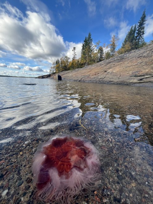 Белое море - Виктория