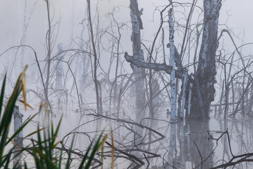 найди утку - Некрасова Ольга Михайловна