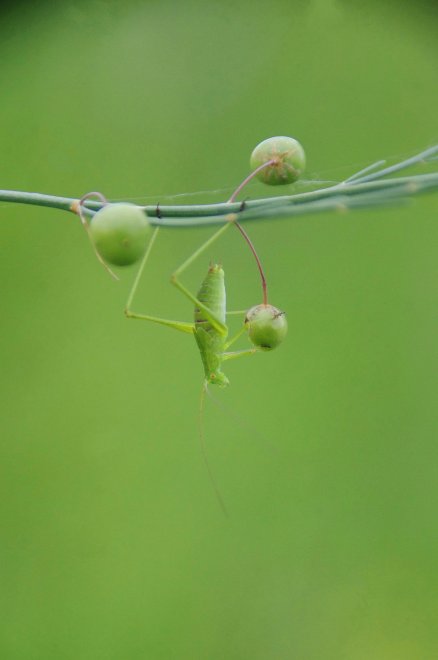 Эквилибрист - Ксения