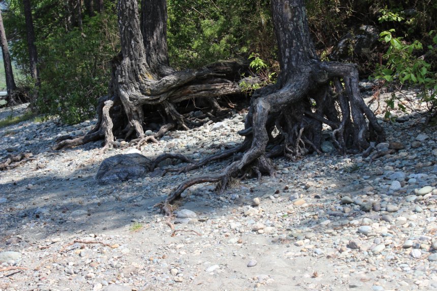 Берег реки Катунь - Лилия