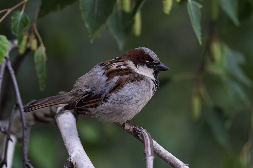 И никто не замечает какой я красавец. - Александр Степанов