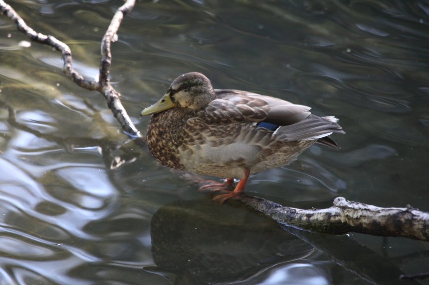 Уточка с грацией балерины на жёрдочке. - Танзиля Завьялова