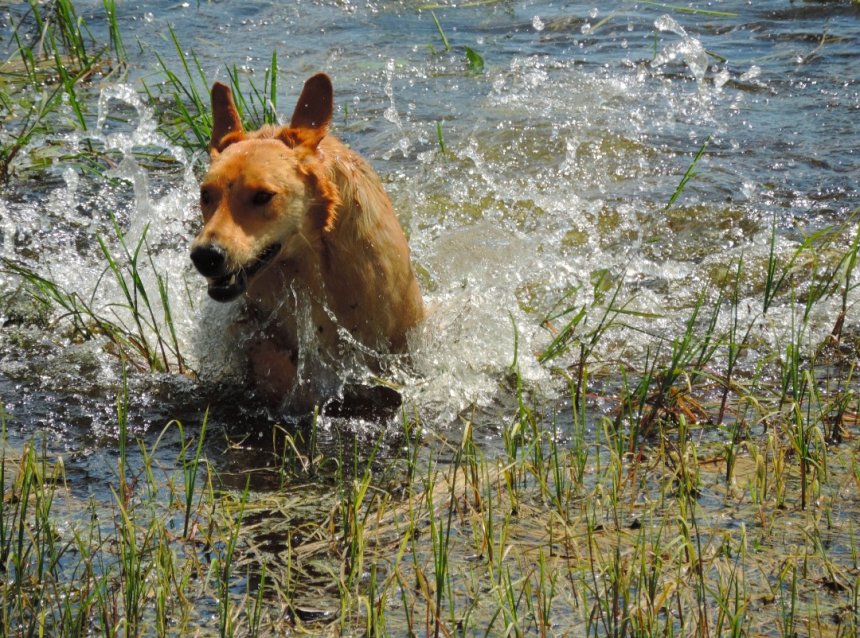 Собачья радость. -  