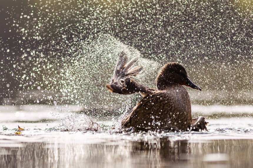 Купание селезня -  