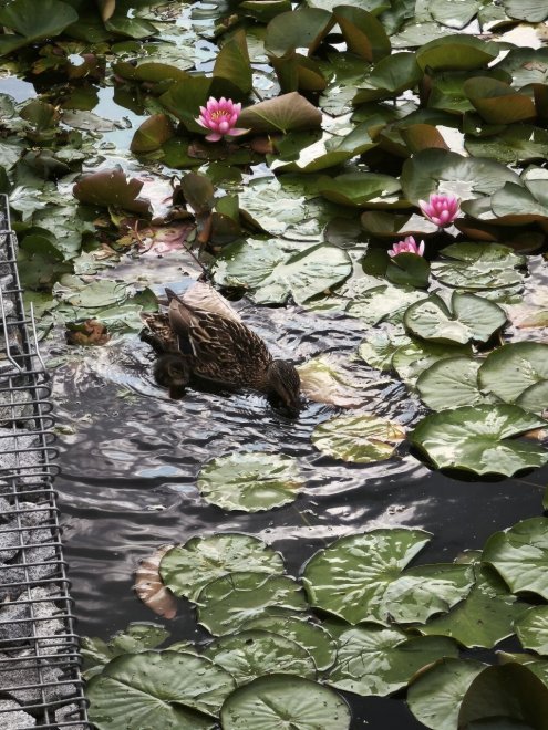 Семейство -  