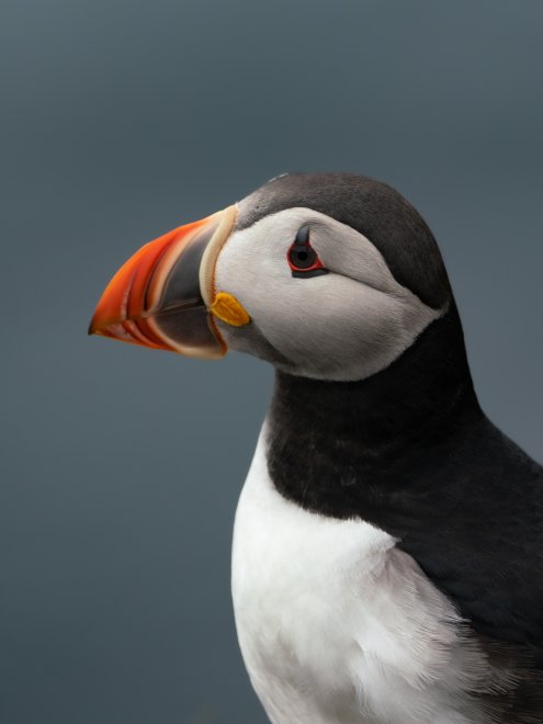 Грустный клоун -  