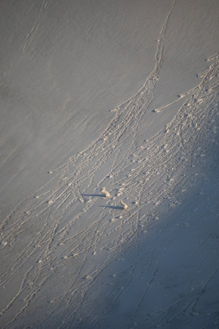 Задорные снежки -  