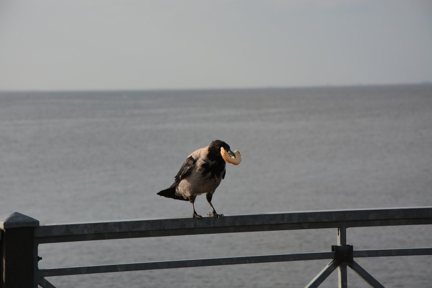 Ворона и кусочек хлеба - Андрей
