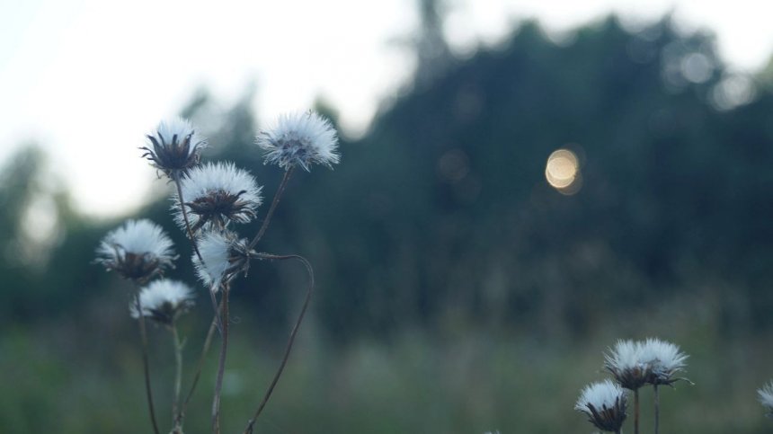 Летний вечер - Софья