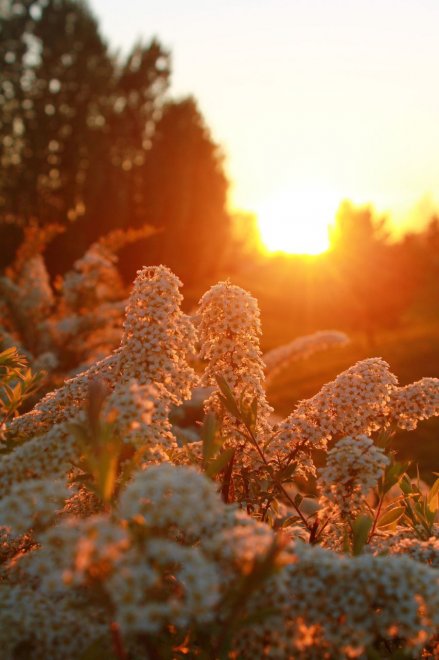 Цветочный закат -  