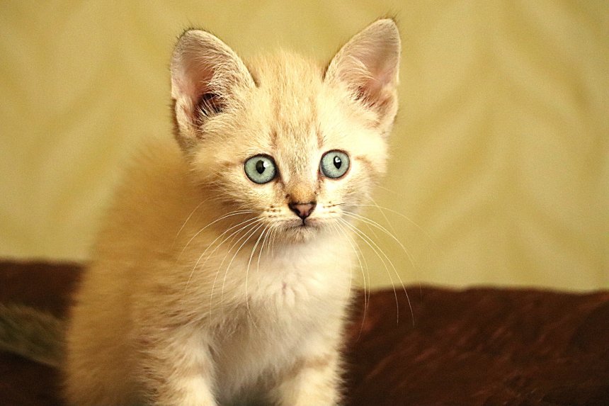 Удивление -  