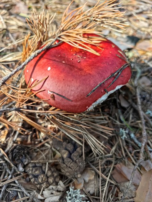 Тихая охота -  